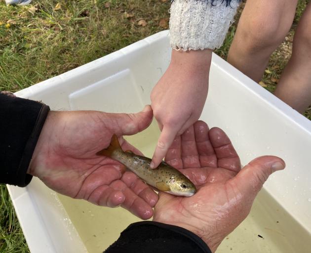 A small, stunned brown trout is examined before being returned safely to the creek.

