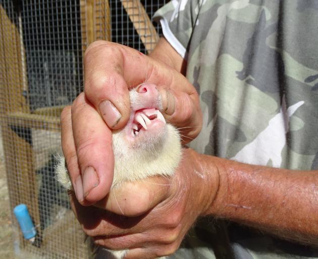 As well as dogs, Mr Barton has five ferrets he uses to hunt rabbits.