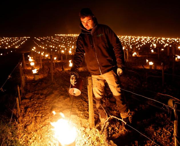 A wine grower lights heaters early in the morning, to protect vineyards from frost damage outside Chablis, France. Photo: Reuters