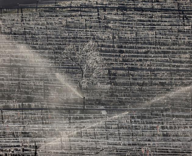 Water is sprayed in the morning to protect vineyards from frost damage outside Chablis, France. Photo: Reuters