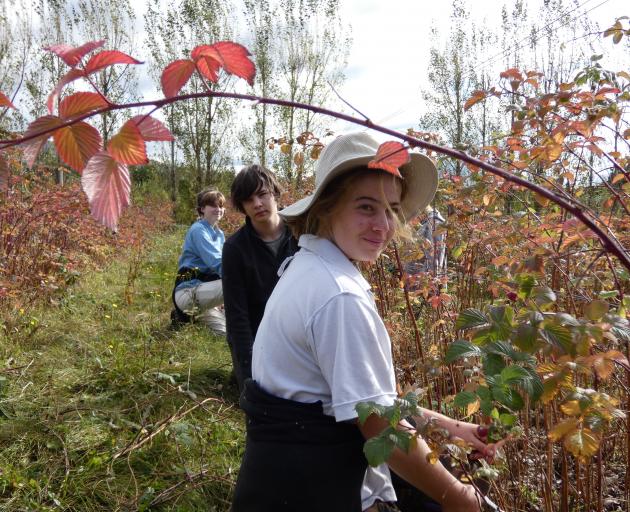 Pruning raspberry bushes in Ettrick yesterday are (from left) Cashmere High School pupil Flora...