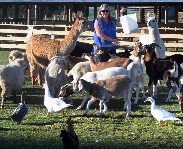 Animal Ark owner Kelly Linnell rewards some of her petting animals after a day with the public....