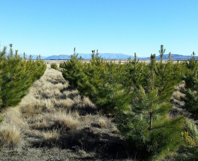 Rows of Douglas fir trees planted on Balmoral Station in the Mackenzie district. PHOTO: SUPPLIED


