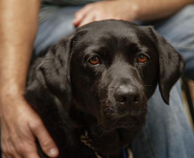 Faithful hound, Jessie J. Photo: Geoff Sloan