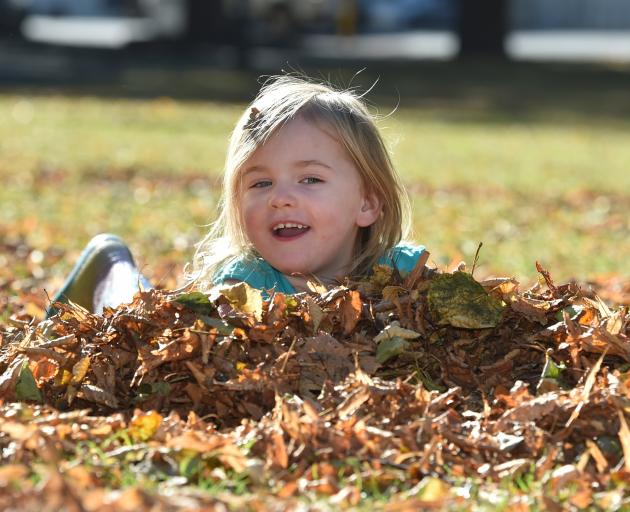 Isabelle Nieuwoudt (2), of Dunedin, plays among the autumn leaves on the Otago Museum Reserve...