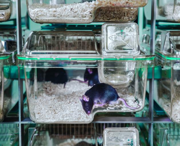 Mice bred for academic research. PHOTO: TECHNIPLAST