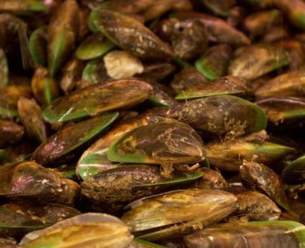 Microplastics have turned up inside green-lipped mussels. Photo: NZH/File
