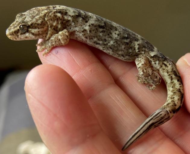 Two of the lizards  rescued by Dr Mandy Tocher, a Southern Alps gecko and (below) a McCann’s...