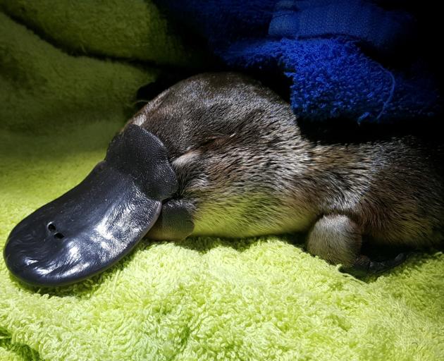 Famed for its bill, webbed feet and venomous spurs, the platypus is one of only two egg-laying...
