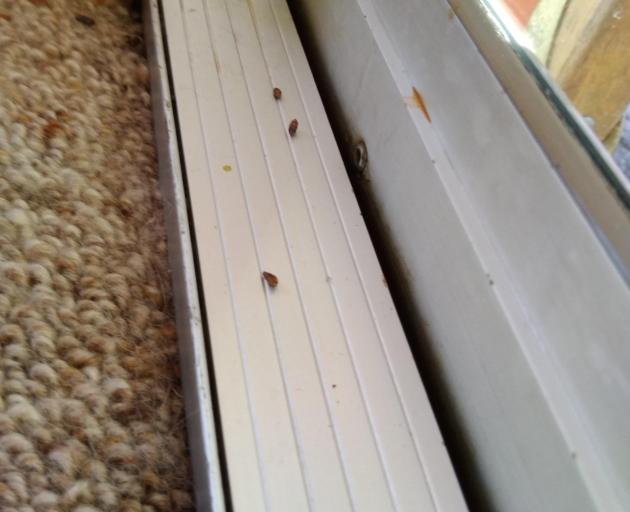 Rat droppings left on the window of Janice Walsh’s Caversham home. PHOTO: JANICE WALSH