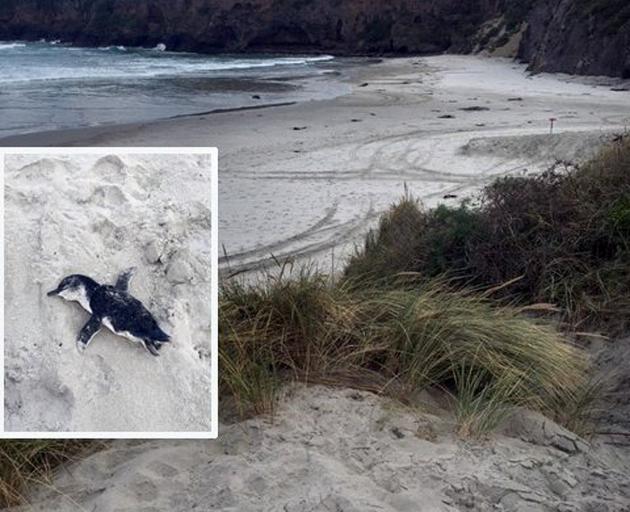 A dead little penguin at Tomahawk Beach on Thursday.PHOTOS: SUPPLIED