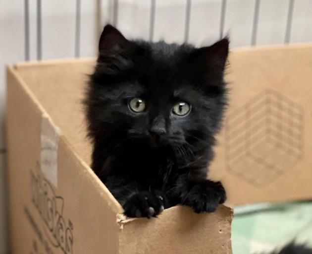 Invercargill foster kitten Bella is just one of the many felines who have been taken in by...