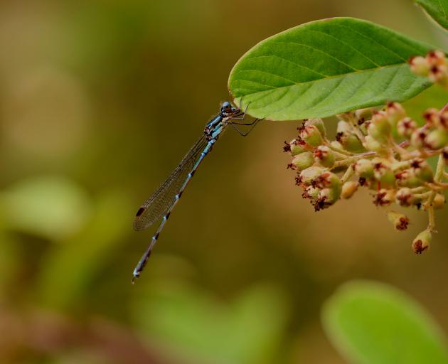 The blue damselfly — gorgeous creatures to have around, plus they have a voracious appetite for...