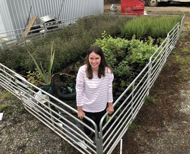 Southland woman Emily Hamill has more than 900 young native plants in her home nursery. PHOTO:...