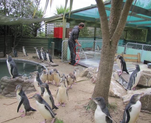 A volunteer cleans up at Penguin Place. Photo: Supplied. 