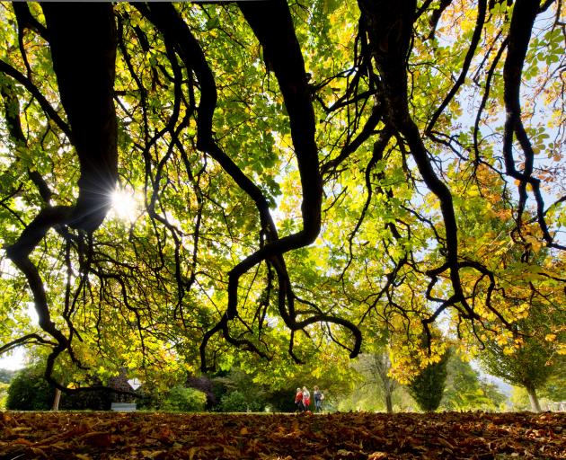 Visitors to the Dunedin Botanic Garden enjoy the mild autumn conditions as they stroll past an...