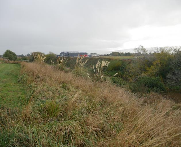 The overgrown bank of the Silver Stream, near Wingatui Rd. PHOTO: JESSICA WILSON