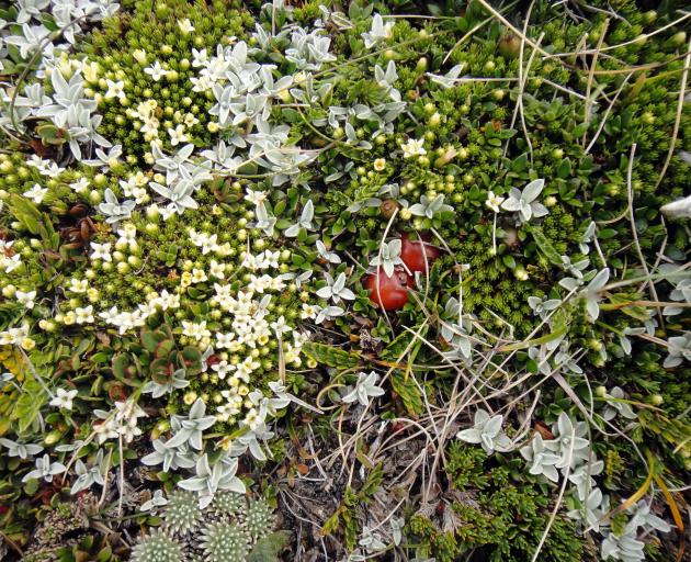 Low-growing Rock and Pillar flora.