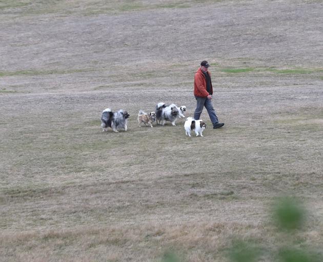 Jeff Parker, of Dunedin, walks his four dogs and one for a friend across a dry Chisholm Park...