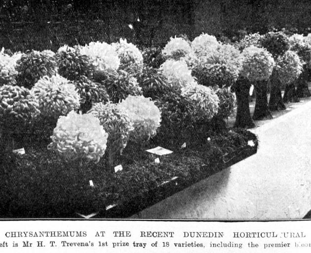 Chrysanthemums on display at the Dunedin Horticultural Society’s show. Mr H.T. Travena’s winning...