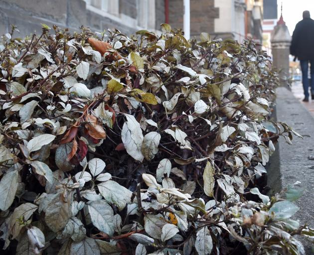 A man walks past the dying plants outside the Dunedin District Court, which are infected with...