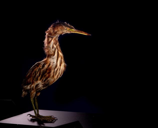 A Kaoriki at Otago Museum. IMAGE: KANE FLEURY