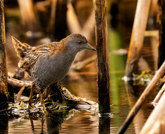 A marsh crake at Tomahawk Lagoon, Dunedin. PHOTO: FIONA GILL