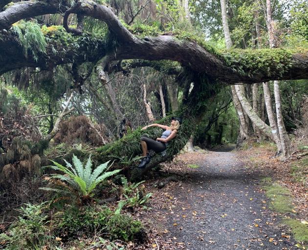 Rakiura track.
