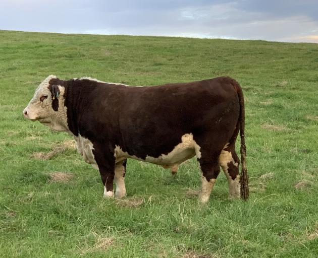 $25,000 paid for Teviot Valley bull | Otago Daily Times Online News