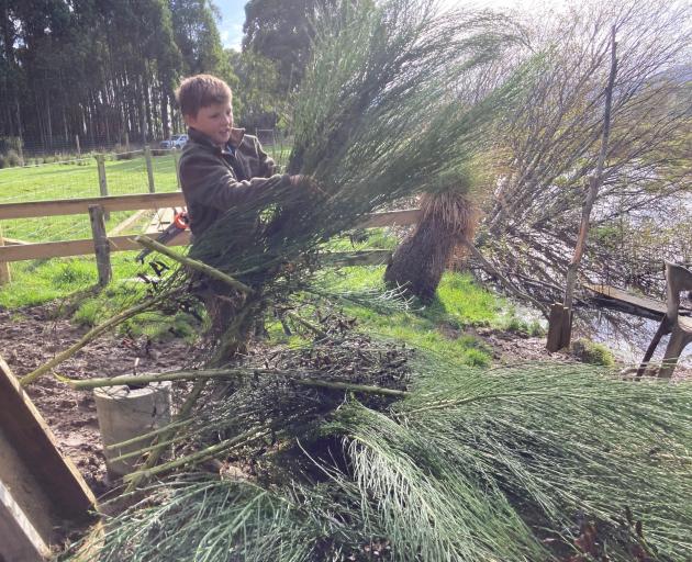 Benson Boys collects broom to hide his hunting place at the family’s new duck pond on their farm...