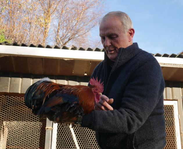 Dunedin Poultry, Pigeon and Cage Bird Club secretary-treasurer Charlie Wilson holds one of his...