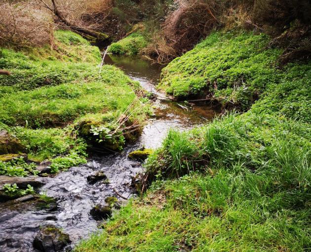 The Otokia Creek flows swiftly as it heads downhill towards the marsh.
