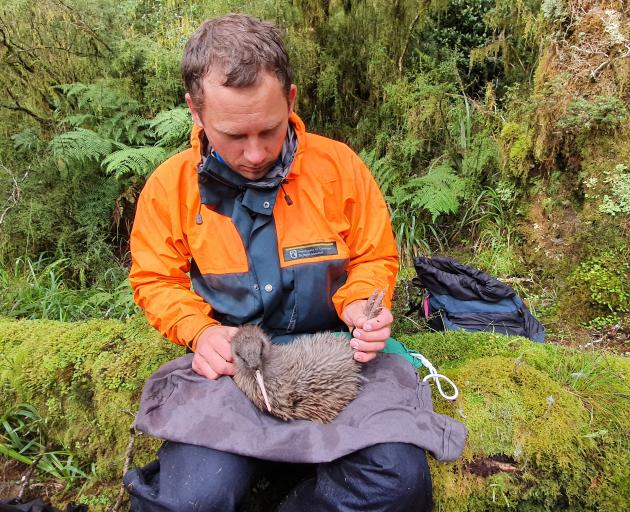 The Department of Conservation’s Troy Watson holds the first chick to reach stoat-safe weight in...