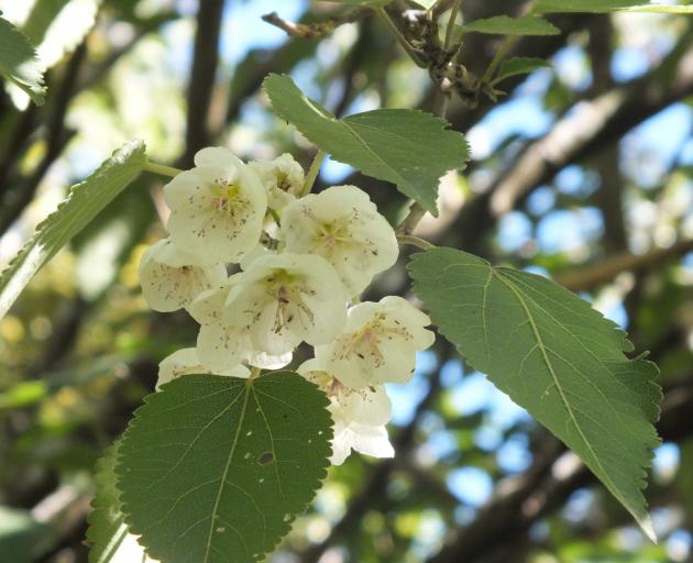 Deciduous Hoheria glabrata has attractive summer flowers. Photos: Gillian Vine