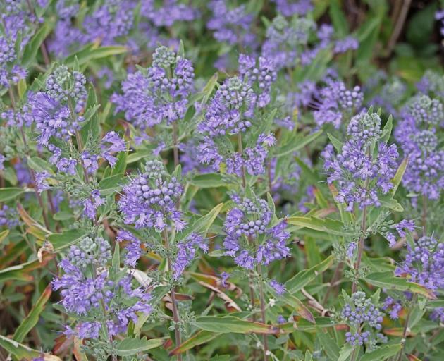 Russian sage (Perovskia atriplicifolia) stands out for its long flowering period.