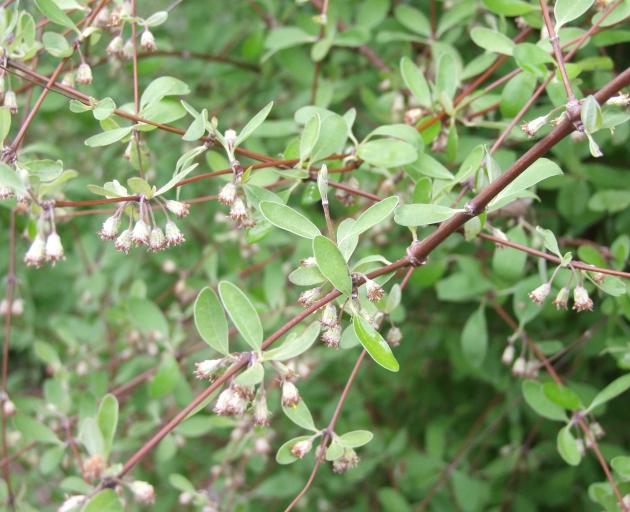 Rare Olearia hectori is deciduous.