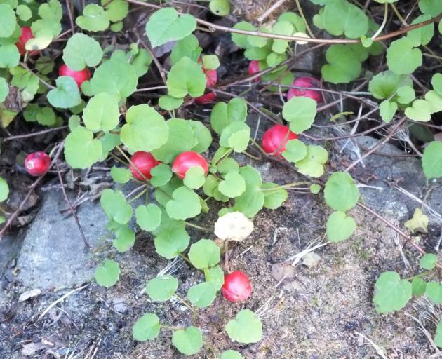 Cute little Fuchsia procumbens tends to lose its leaves in winter if grown in an
exposed place.