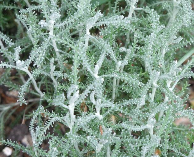 Easy to grow, Lychnis coronaria tends to self-seed freely.