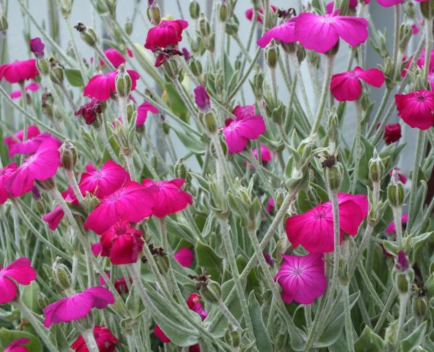 Magenta Lychnis coronaria hits a high note on the colour scale.