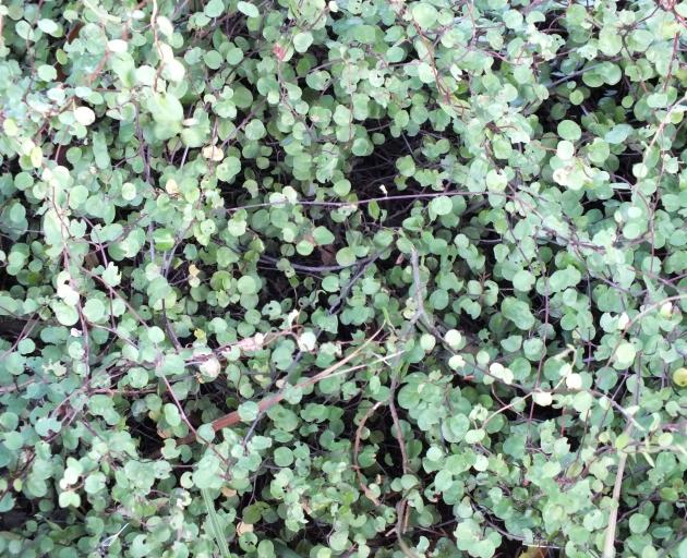 Semi-deciduous Muehlenbeckia complexa.