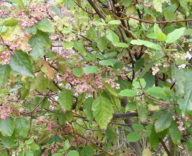 Spring flowering wineberry (Aristotelia serrata) may drop its leaves in autumn.