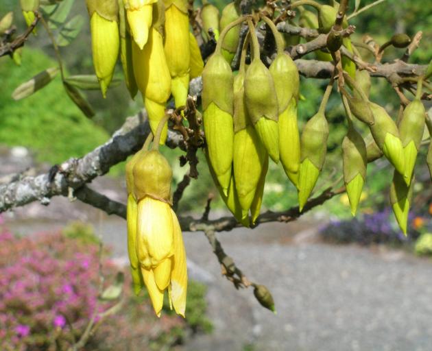 Kowhai is brevideciduous, meaning the leaves drop in spring when the tree is flowering.