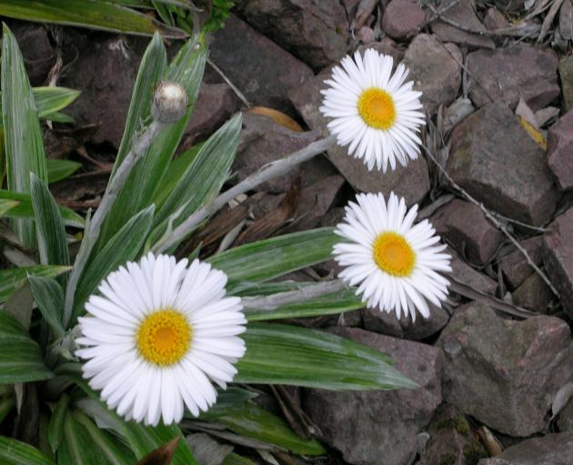 The silver foliage of native celmisias contrasts with the white flowers.