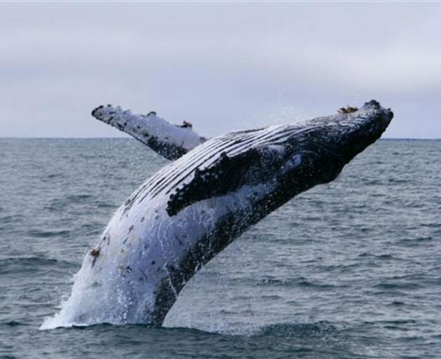 A humpback whale calf breaches near Taiaroa Head. Photo by Monarch Wildlife Cruises.