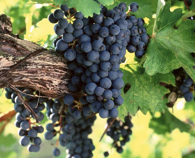 Ripe cabernet sauvignon grapes hanging on the vine.PHOTO: GETTY IMAGES