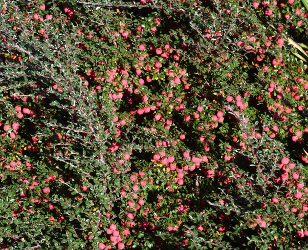 Cotoneaster integrifolius. PHOTO: GREGOR RICHARDSON