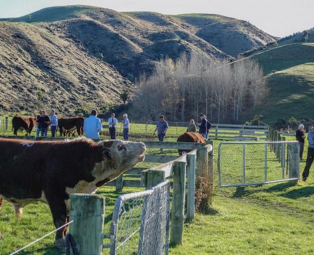 Grassmere Herefords’ bulls go under the hammer at an on-farm bull sale held near Cheviot on June...