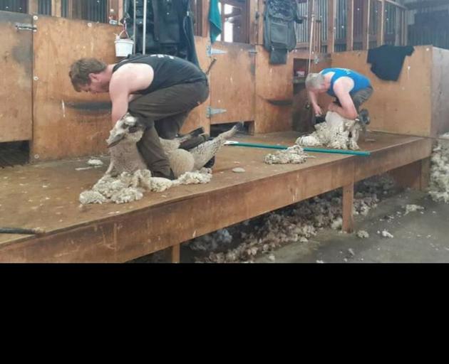 Kelvin Webster (right) and his son James work together in the shearing shed. PHOTO: SUPPLIED BY...