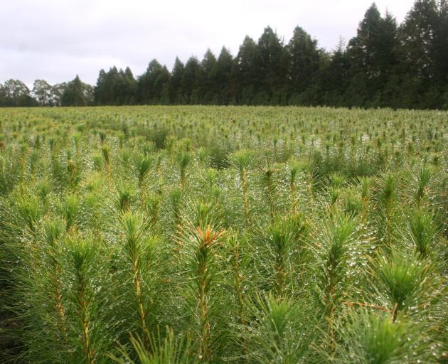 ArborGen’s share price has risen on the back of new of a possible sale. PHOTO: SUPPLIED