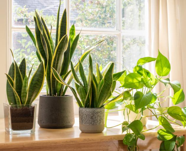 Relatively few houseplants will like being placed within 1m of a north-facing window....